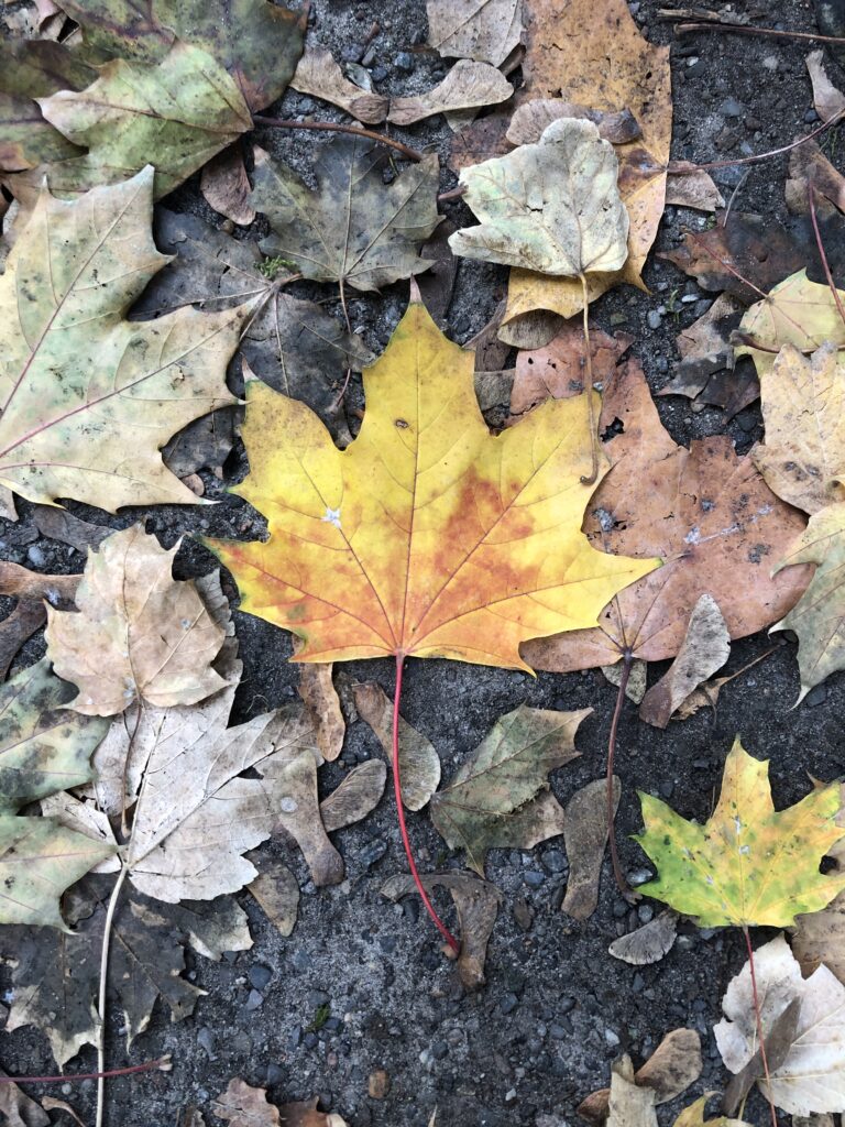 A Maple Leaf Lying on the Ground